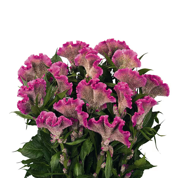 Celosia Martine Series Seeds – Professional Cockscomb Cut Flower Standard