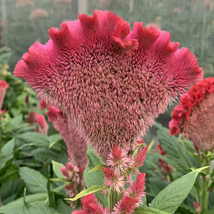 Celosia Martine Series Seeds – Professional Cockscomb Cut Flower Standard