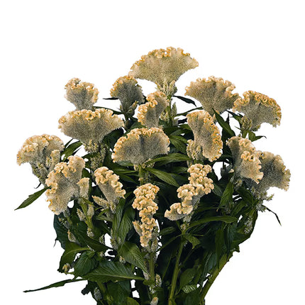 Celosia Martine Series Seeds – Professional Cockscomb Cut Flower Standard