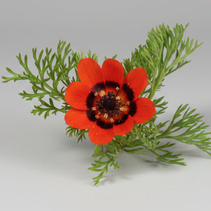 Fleurs sauvages, mélange