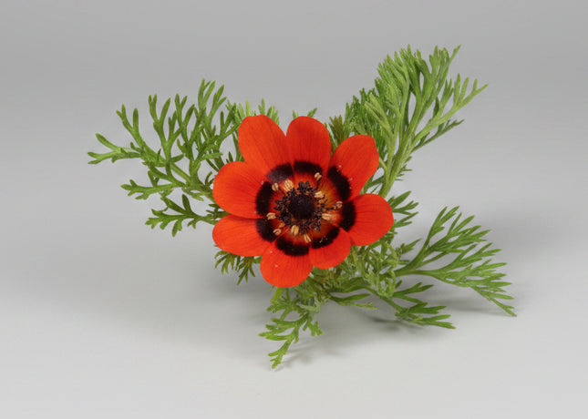 Adonis (Summer Pheasant's Eye) Seeds – Ornamental Heirloom