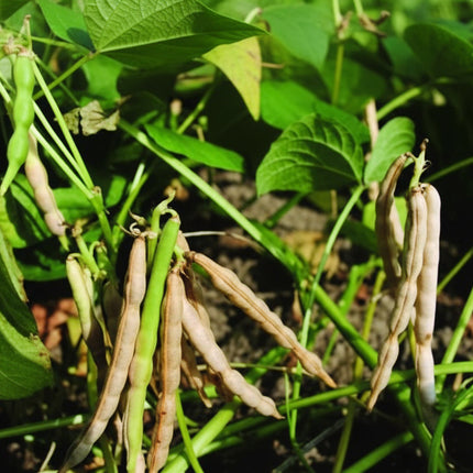 Haricots mungo