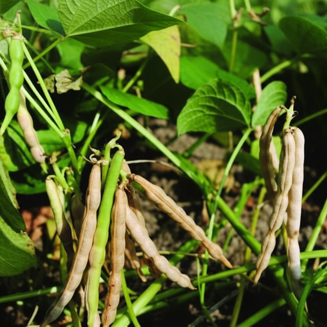 Bean Adzuki Seeds – Heirloom Specialty Legume