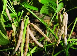Beans, Adzuki