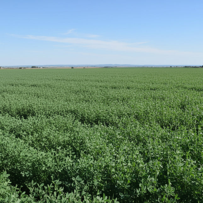 Alfalfa Seeds – Heirloom Soil Builder & Microgreen Favorite