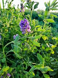 Alfalfa