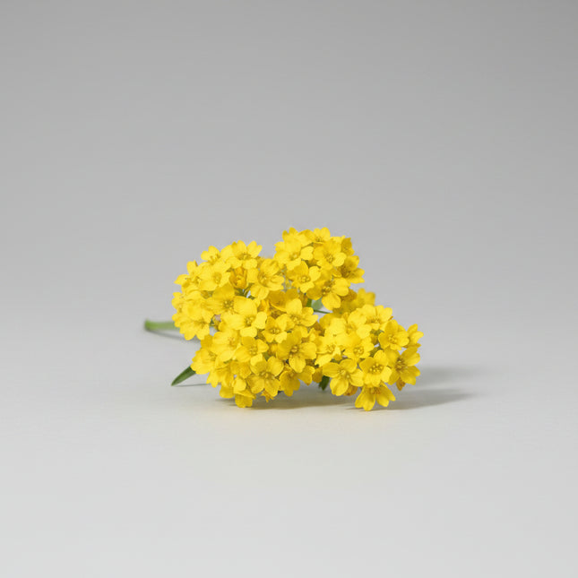 Alyssum Basket of Gold Seeds – Heirloom Perennial Groundcover