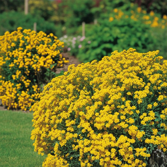 Alyssum Basket of Gold Seeds – Heirloom Perennial Groundcover