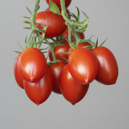 Tomate, pâte Amish