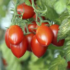 Tomato, Amish Paste