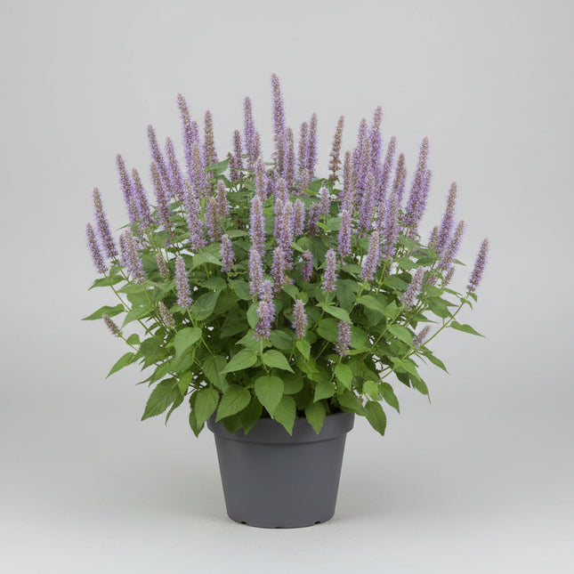Anise Hyssop Seeds – Heirloom Sweet Fragrant Favorite
