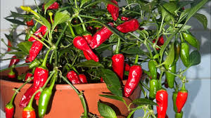 Pepper, Apache