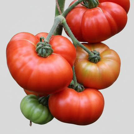 Tomate, steak de bœuf gros
