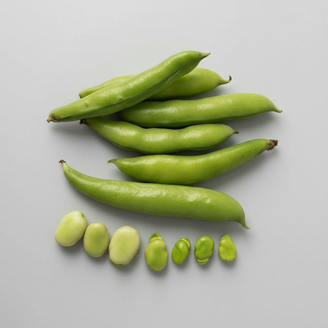 Bean Fava Broad Windsor Seeds – Heirloom Cold-Hardy Culinary Classic