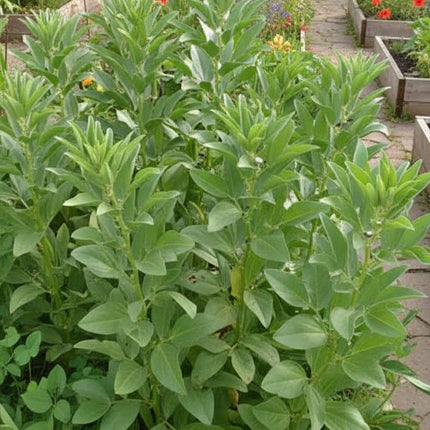 Bean Fava Broad Windsor Seeds – Heirloom Cold-Hardy Culinary Classic