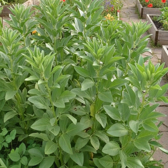 Bean Fava Broad Windsor Seeds – Heirloom Cold-Hardy Culinary Classic
