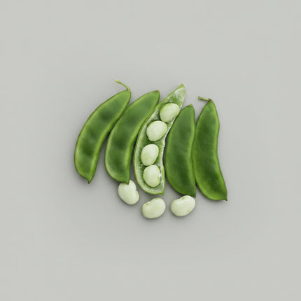Bean Fordhook Seeds – Heirloom Heat-Tolerant Bush Lima Classic
