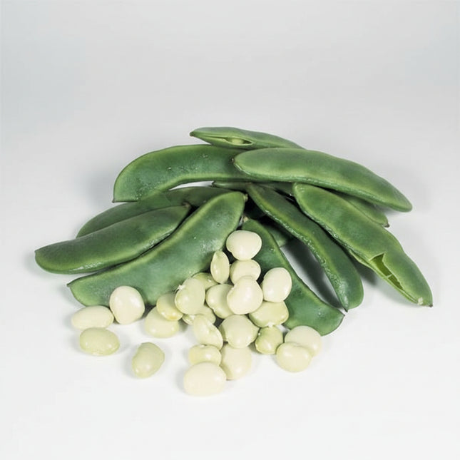 Bean Fordhook Seeds – Heirloom Heat-Tolerant Bush Lima Classic