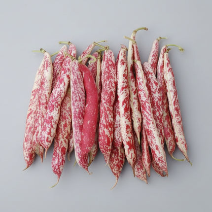 Bean French Horticultural Seeds – Heirloom Dual-Purpose Bush Shell Classic
