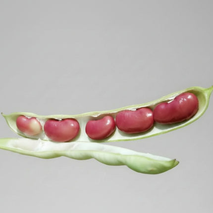 Bean Light Red Kidney Seeds – Heirloom Classic Baking & Soup Staple