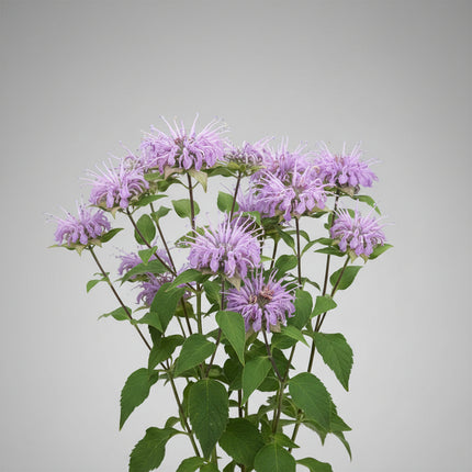 Bergamot Wild Seeds – Heirloom Native Perennial & Bee Balm