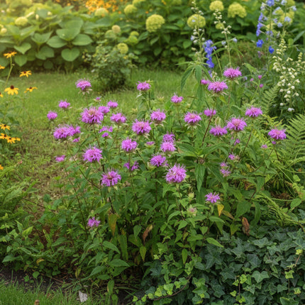 Bergamot Wild Seeds – Heirloom Native Perennial & Bee Balm