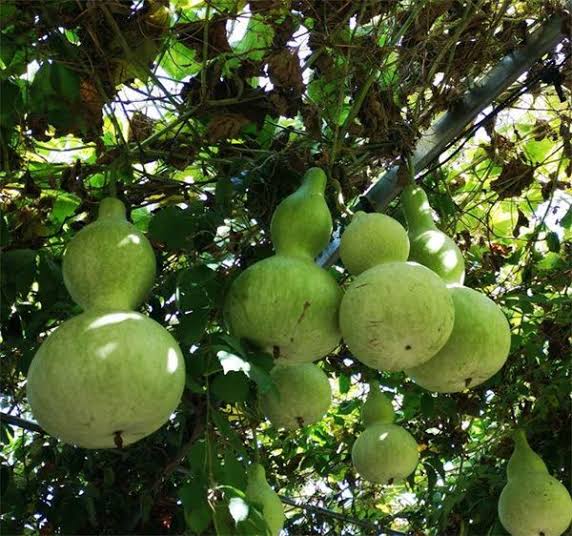 Gourd Birdhouse Seeds – Heirloom Craft Favorite
