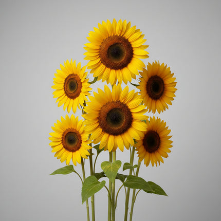 Tournesol, huile noire