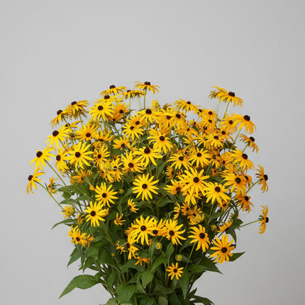 Rudbeckia, Susan aux yeux noirs