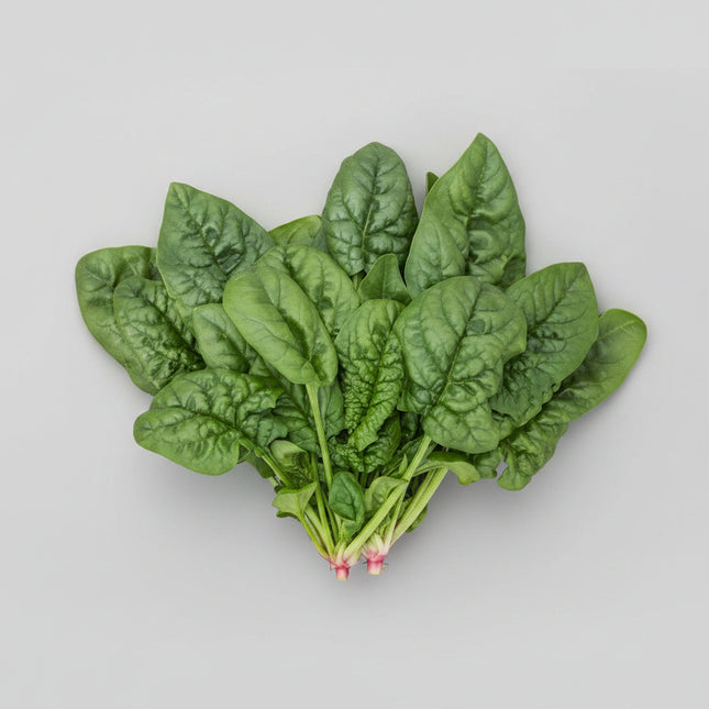 Spinach Bloomsdale Long Standing Seeds – Heirloom Standard