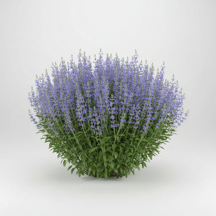 Bleu indigo