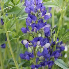 Blue Indigo
