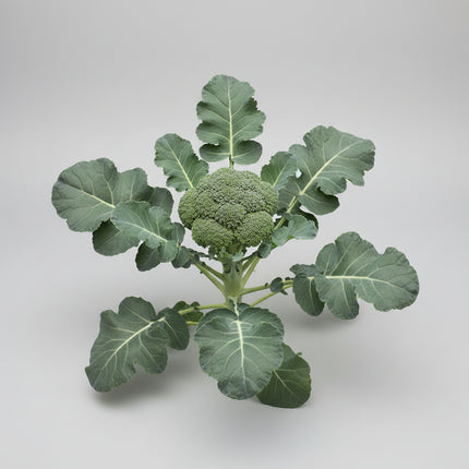 Brocoli