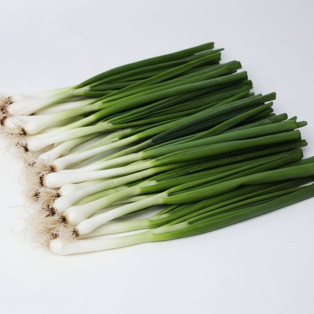 Onion Long White Bunch Seeds – Heirloom Classic Spring Scallion Standard