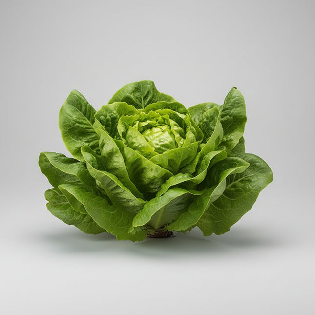 Lettuce Buttercrunch Seeds – Heirloom Butterhead Favorite