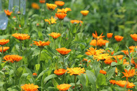 Always Grand Flowers