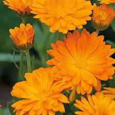 Always Grand Mixed Garden
