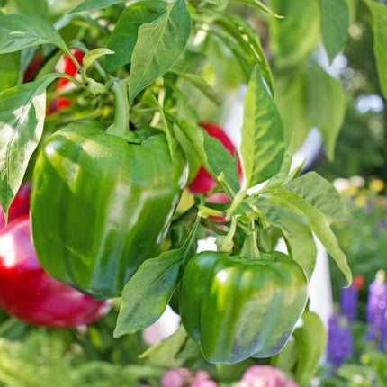 Piment, Orange Habanero