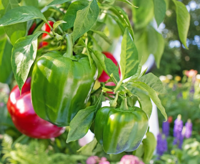 Pepper California Wonder Seeds – Heirloom Classic Sweet Bell Standard