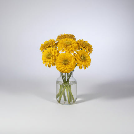 Zinnia, mélange de State Fair