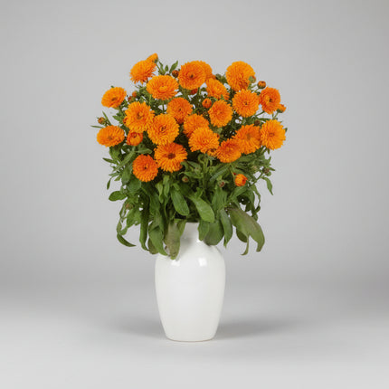 Calendula Candyman Orange Seeds – Heirloom Medicinal Classic