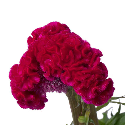 Celosia Captain Series Seeds – Professional Crested Cockscomb Cut Flower Standard