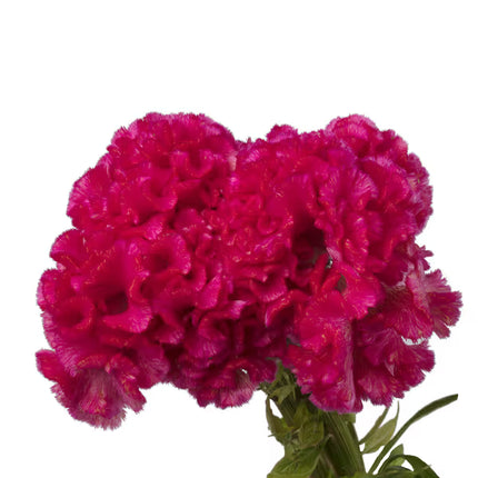 Celosia Captain Series Seeds – Professional Crested Cockscomb Cut Flower Standard