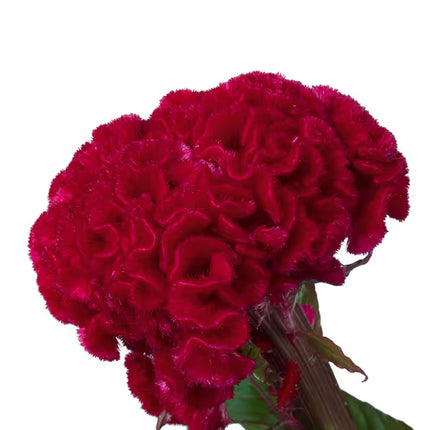 Celosia Captain Series Seeds – Professional Crested Cockscomb Cut Flower Standard