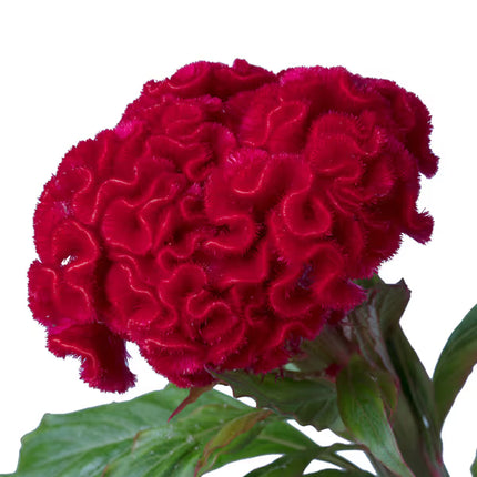 Celosia Captain Series Seeds – Professional Crested Cockscomb Cut Flower Standard