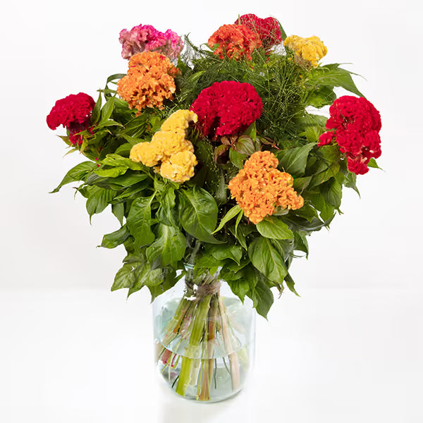Celosia Captain Series Seeds – Professional Crested Cockscomb Cut Flower Standard