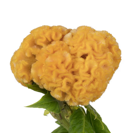 Celosia Captain Series Seeds – Professional Crested Cockscomb Cut Flower Standard
