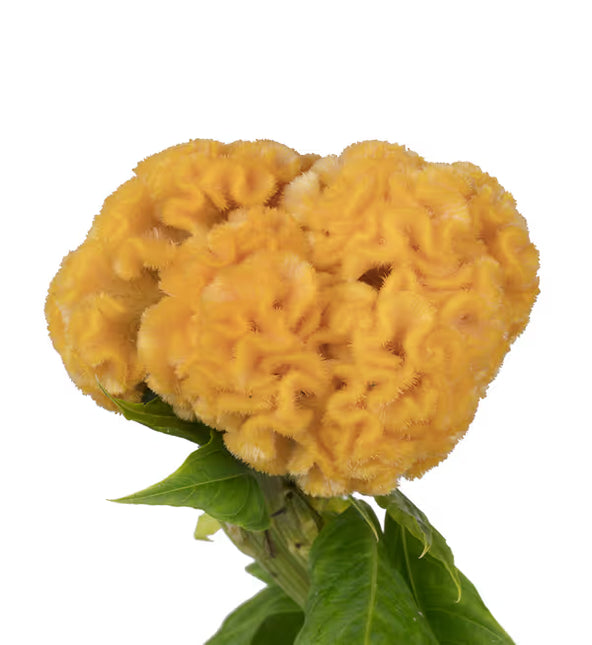 Celosia Captain Series Seeds – Professional Crested Cockscomb Cut Flower Standard