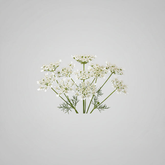 Caraway Seeds – Heirloom Traditional Aromatic Spice
