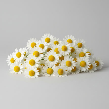 Camomille